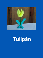 Tulipán