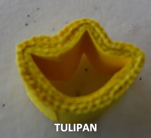 Tulip&aacute;n