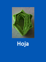 Hoja