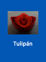Tulipán