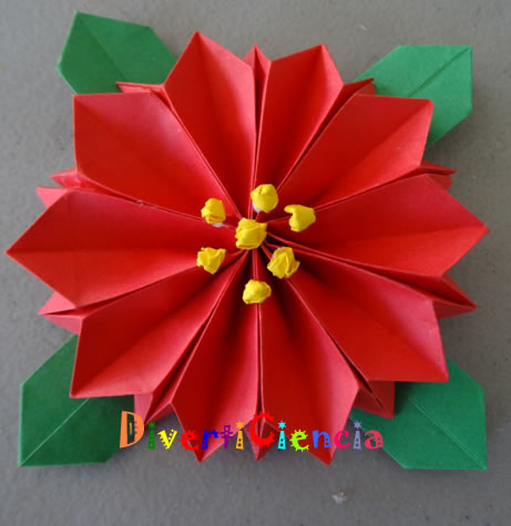 Flor de nochebuena