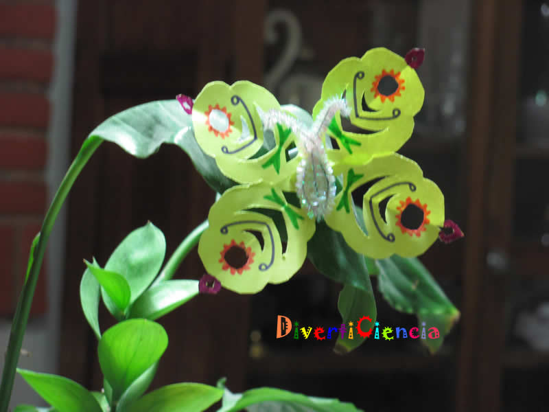 Mariposa