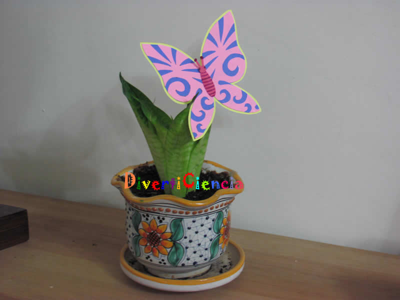 Mariposa