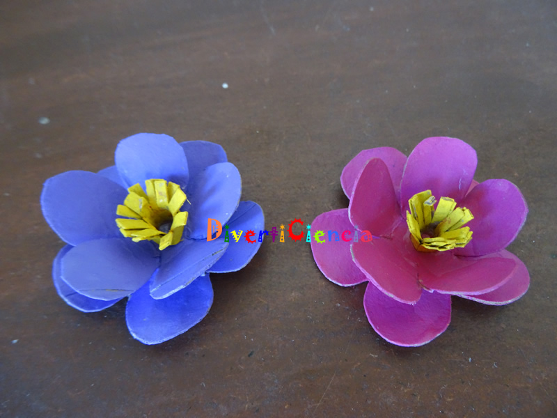 Flores