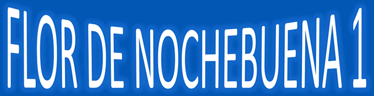 Flor de nochebuena