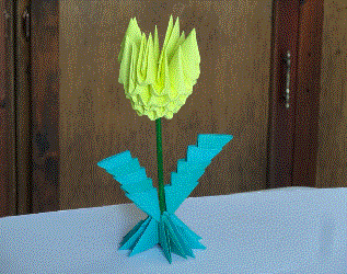 Tulipán
