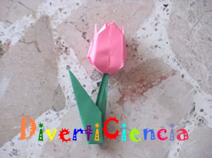 Tulipán