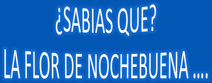 Flor de nochebuena