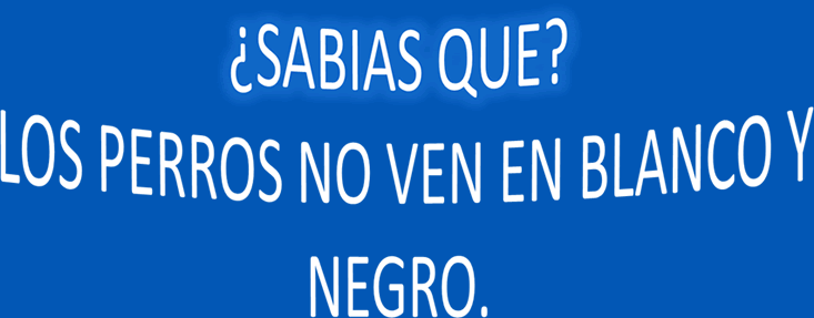 Los perros no ven en blanco y negro